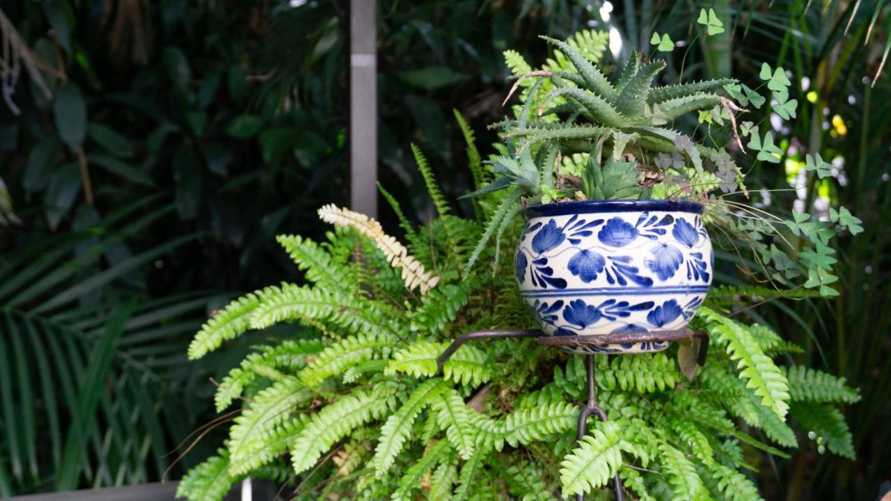 El Jardin Del Eden B&B Boutique Κουερναβάκα Εξωτερικό φωτογραφία