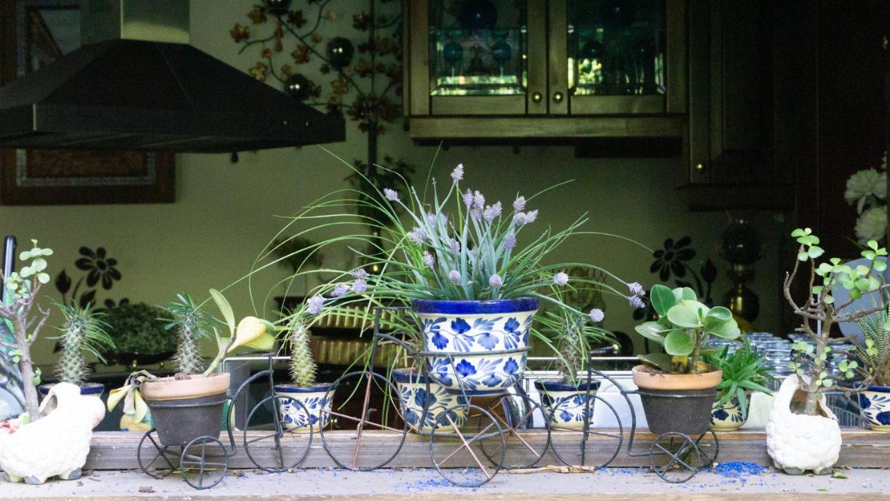 El Jardin Del Eden B&B Boutique Κουερναβάκα Εξωτερικό φωτογραφία